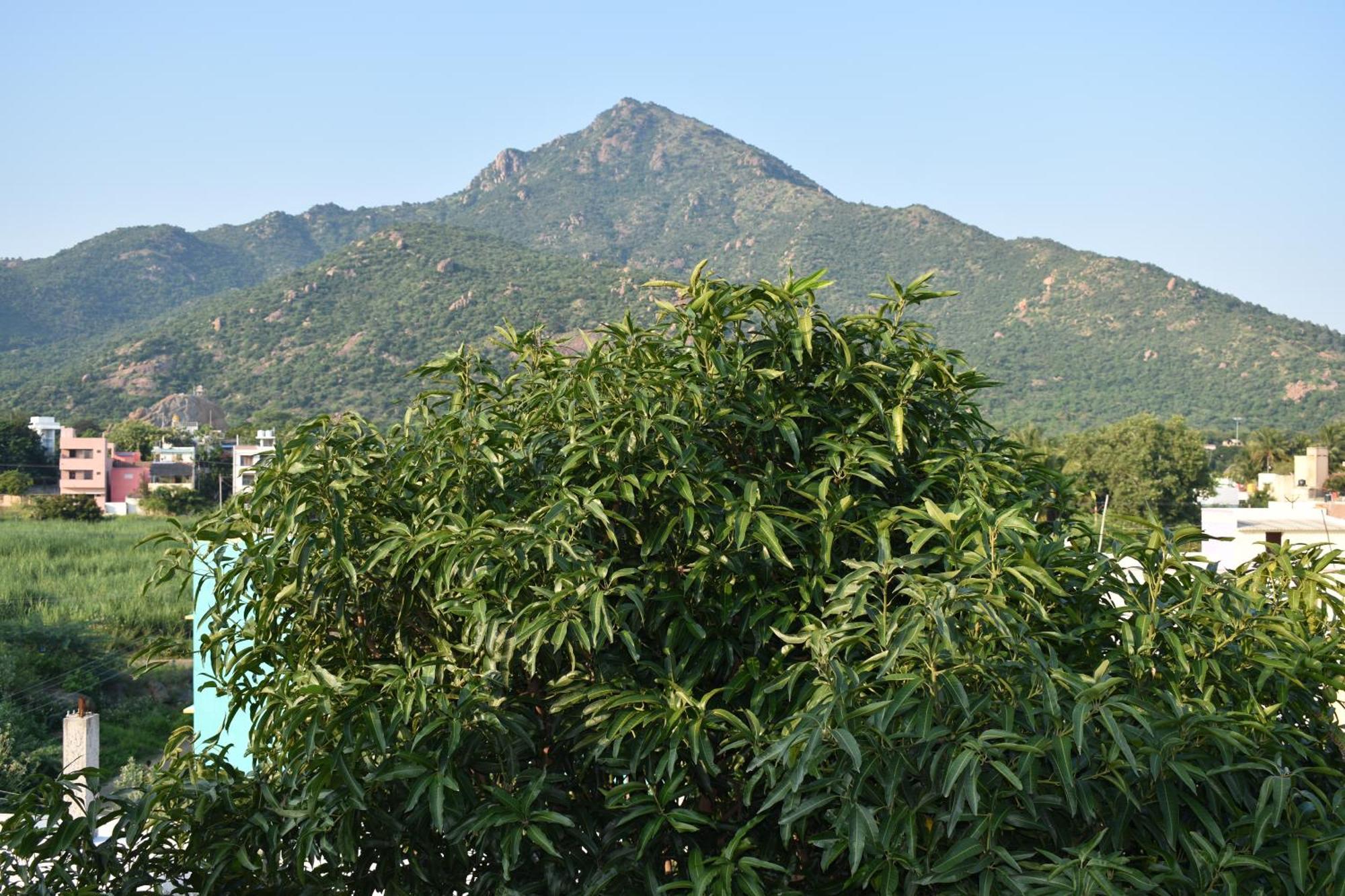 Rainbow Guest House Tiruvannamalai Ngoại thất bức ảnh